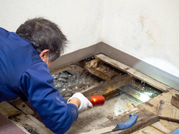 Best Fast Mold Removal  in Hyde, PA
