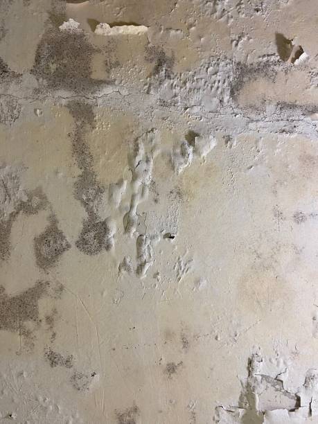 Best Mold Remediation Experts  in Hyde, PA