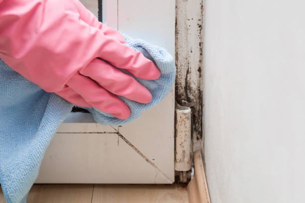 Crawl Space Mold Removal in Hyde, PA